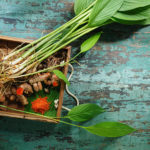 Fresh turmeric root and stems on an old wooden crate sitting on a worn wooden turquoise table.